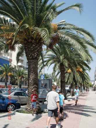 Vlora