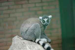 Lemur Katta - Shekvetili-013.jpg