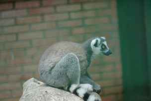 Lemur Katta - Shekvetili-014.jpg
