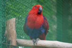 Barwnica zwyczajna - Eclectus Roratus Polychloros - Shekvetili-017.jpg