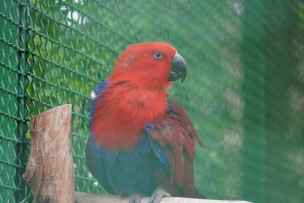 Barwnica zwyczajna - Eclectus Roratus Polychloros - Shekvetili-018.jpg