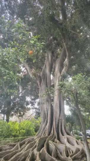 Parque de Maria Luisa - 8b32055f-0c75-4bfb-8526-068fbbf68da1.jpg