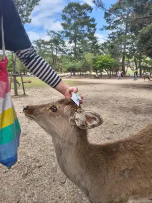 - nara-003.jpg