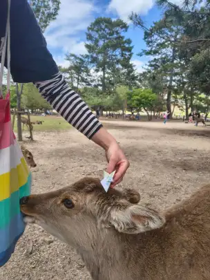  - nara-004.jpg