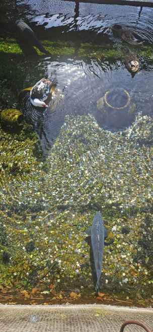 Ostrovo - naum-ochryda-001.jpg