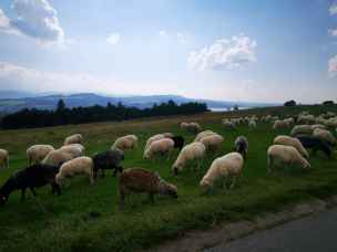 Bacówka na Polanie Majerz Haluszowa - czorsztyn-jezioro-024.jpg