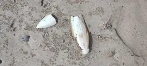 Plaża Haffah Qadema - musandam-025.jpg