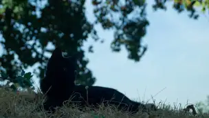 Twierdza Belgradzka i Park Kalemegdan - DSC08522-2.jpg