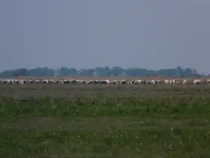 Bydło węgierskie szare - hortobagy-086.jpg