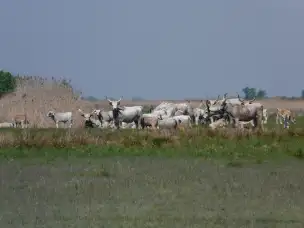 Bydło węgierskie szare - hortobagy-092.jpg