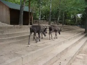 Zoo w Sóstófürdő - zoo-sostofurdo-227.jpg