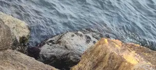 Laguna wenecka - chioggia-004.jpg
